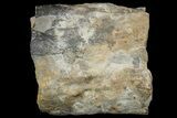 Fossil Lycopod Tree Root (Stigmaria) - Kentucky #181397-1